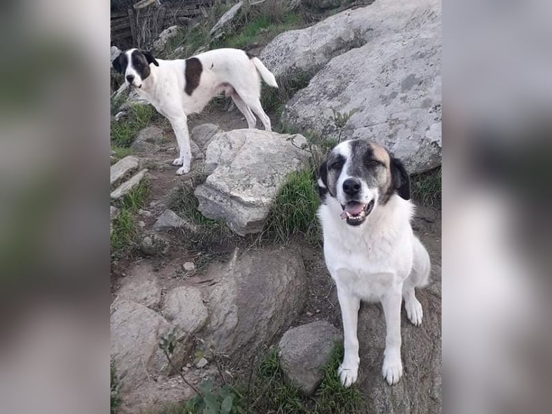 Charlot - Wunder gesucht!