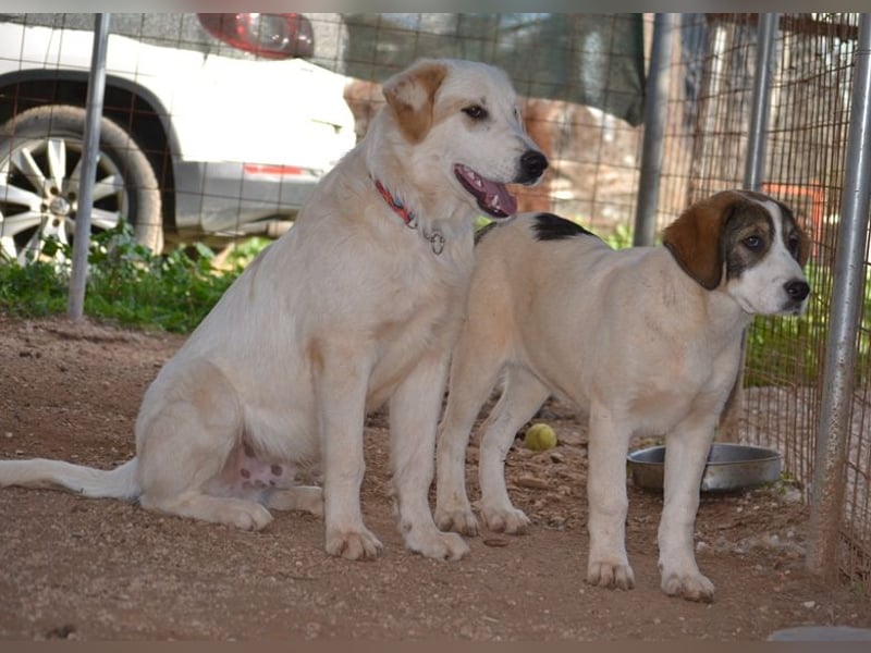 Chalvas - freundlich, sozial und "richtig viel Hund" zum Kuscheln