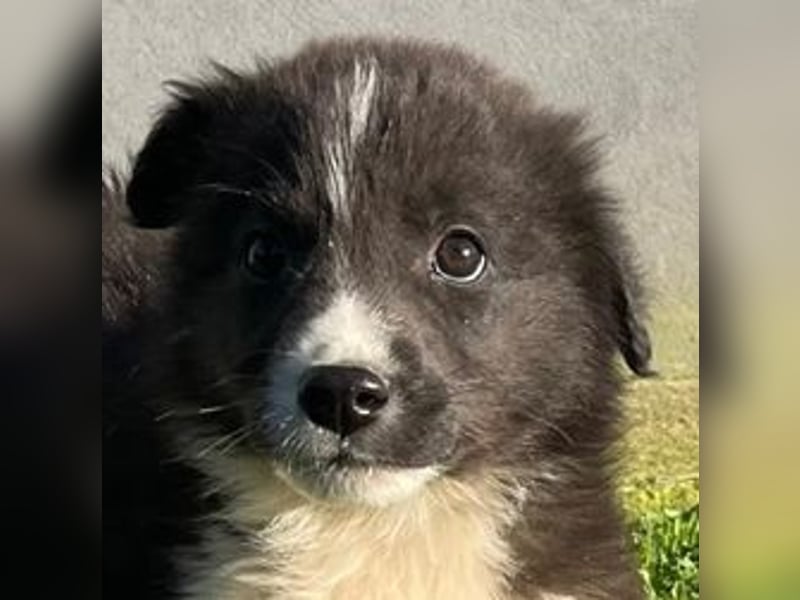 Dush - eines unserer Regenbabys