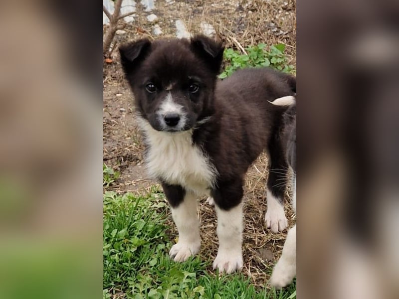 Duke PM - eines unserer Regenbabys