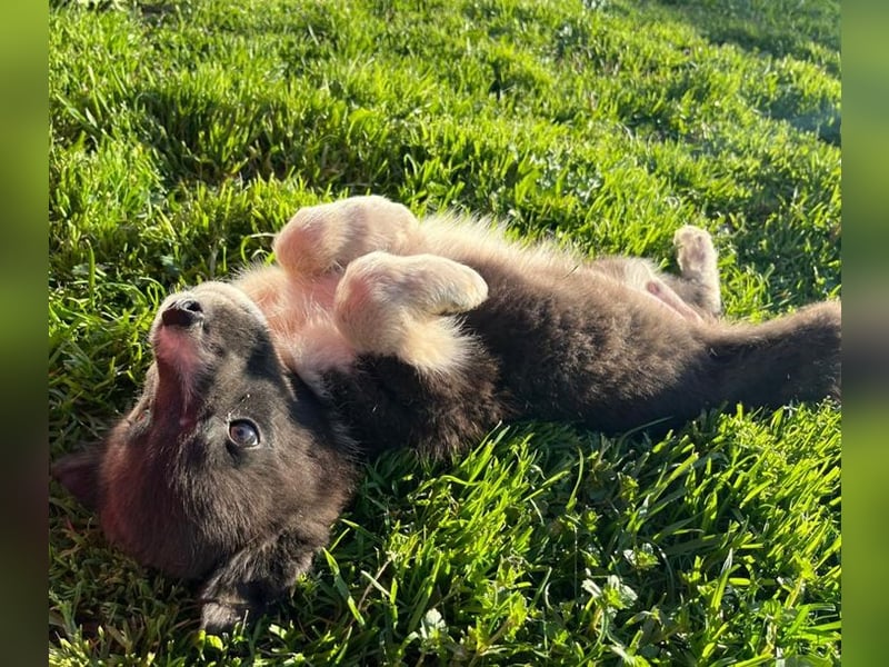 Duke PM - eines unserer Regenbabys