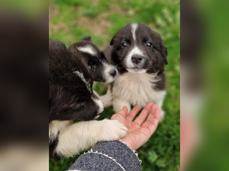 Dush - eines unserer Regenbabys