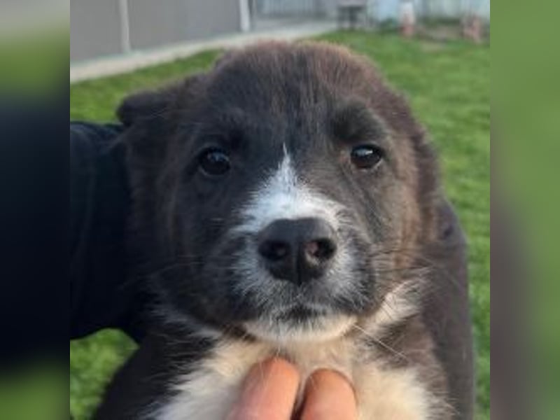 Duke PM - eines unserer Regenbabys