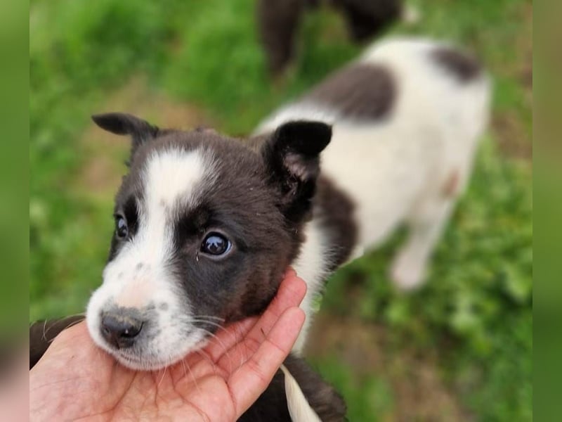 Dixie - eines unserer Regenbabys
