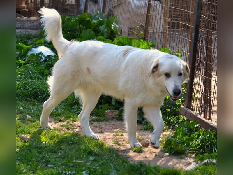 Chalvas - freundlich, sozial und "richtig viel Hund" zum Kuscheln