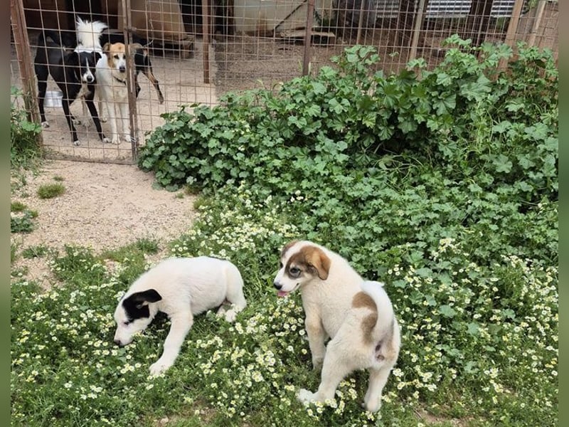 Mika - auf mich hast Du doch gewartet!?