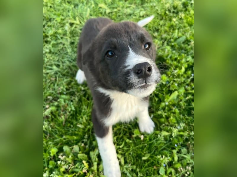 Duke PM - eines unserer Regenbabys