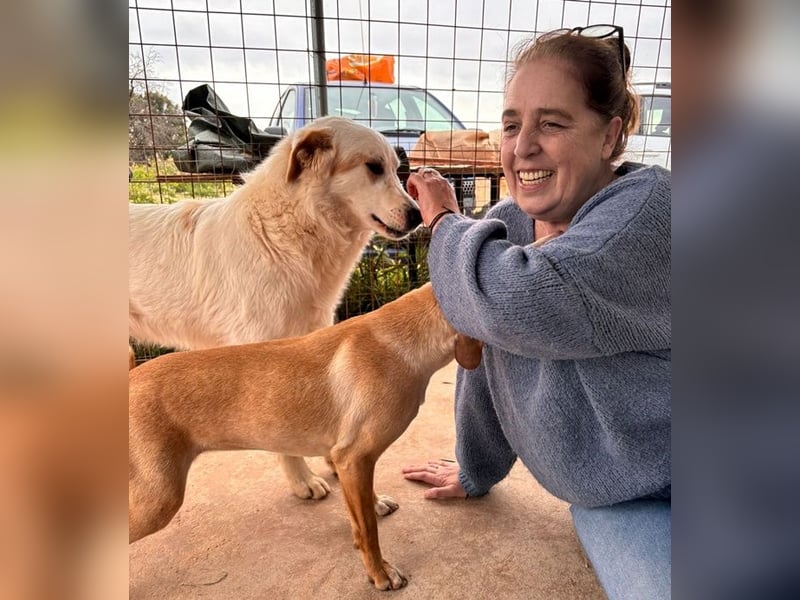 Chalvas - freundlich, sozial und "richtig viel Hund" zum Kuscheln