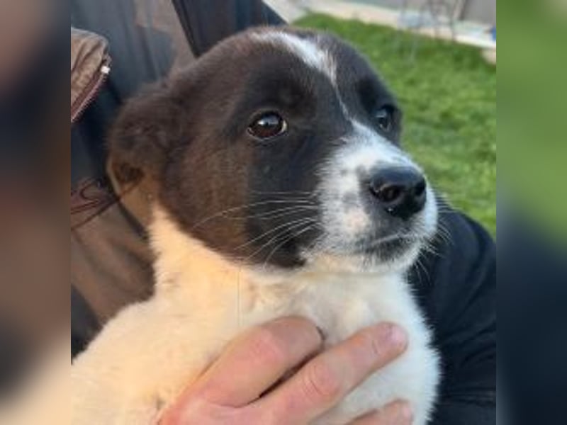 Dottie - eines unserer Regenbabys