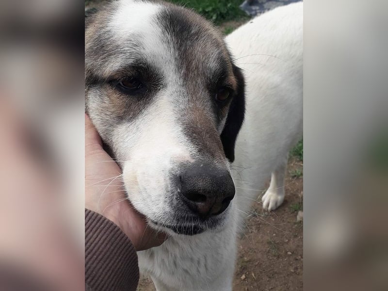 Charlot - Wunder gesucht!