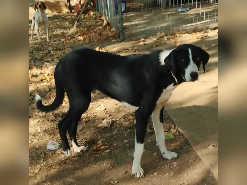 Tharos - sanfter Herzenshund