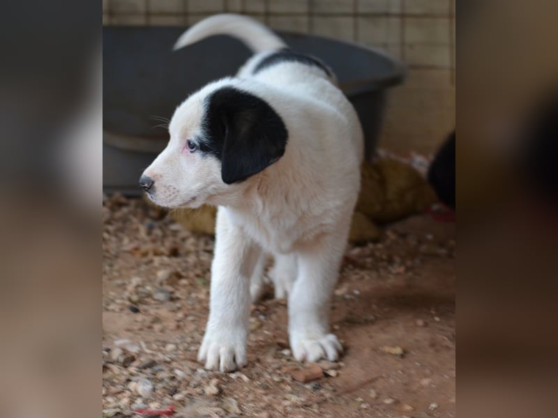 Panda - wo darf ich einziehen?