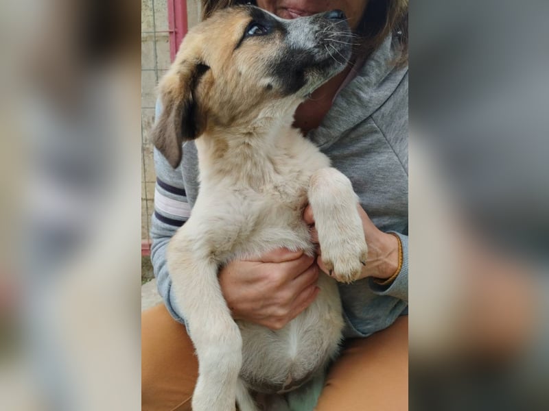 Kimberley - menschenverliebt und sehr ausgeglichen