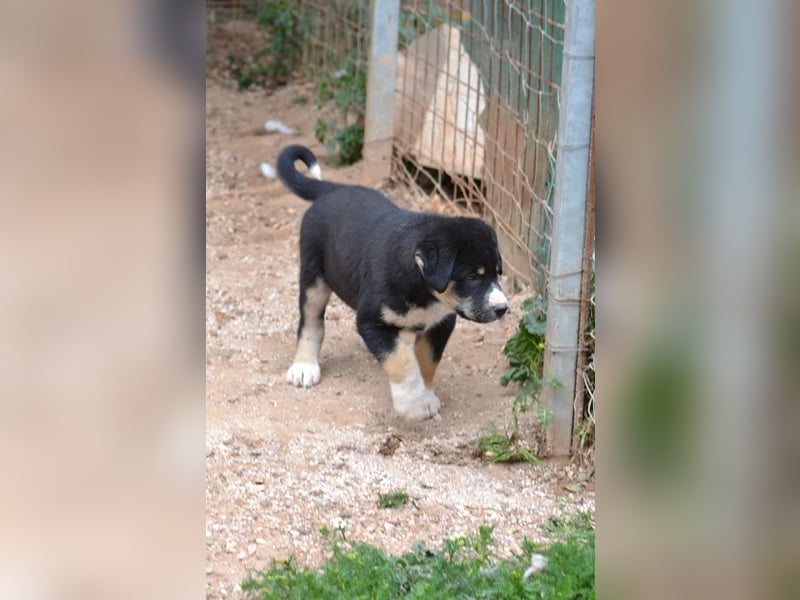 Lucky Luke - wo mag mein Weg mich hinführen? Zu Dir?