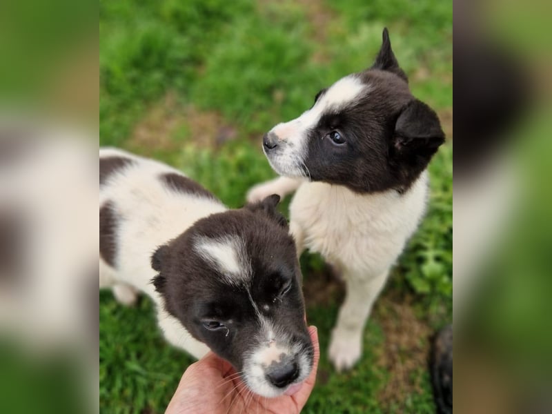 Dottie - eines unserer Regenbabys