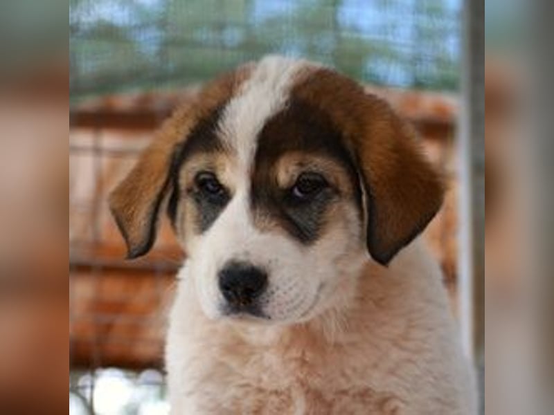 Mika - auf mich hast Du doch gewartet!?