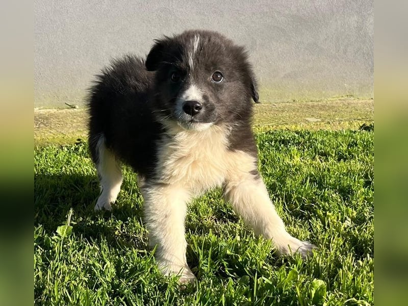 Dush - eines unserer Regenbabys