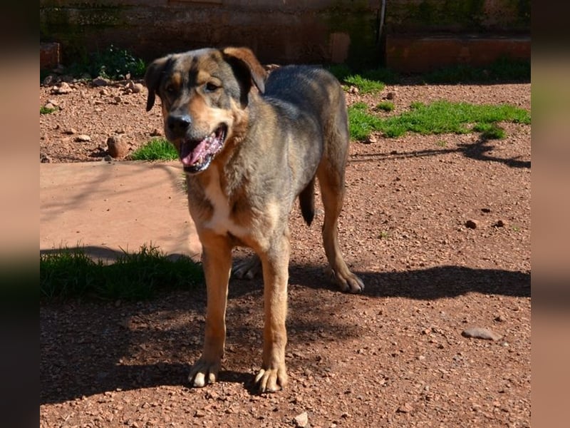 Alf - sanfter, lernwilliger Angsthase XXL