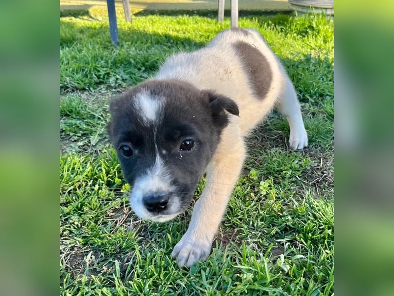 Dottie - eines unserer Regenbabys