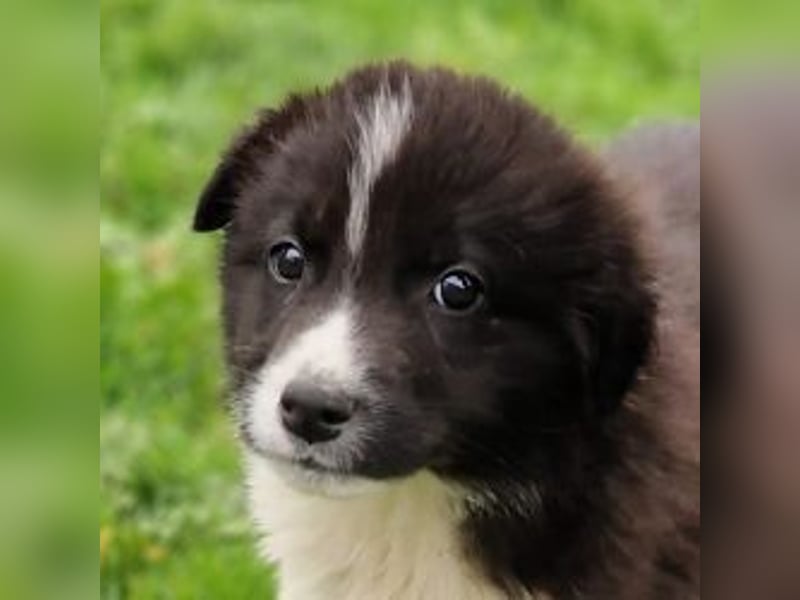 Dush - eines unserer Regenbabys