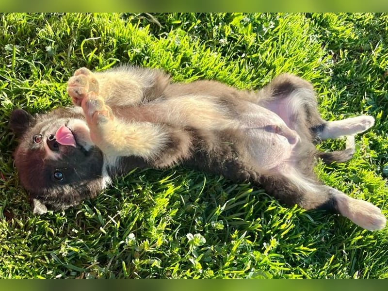 Duke PM - eines unserer Regenbabys