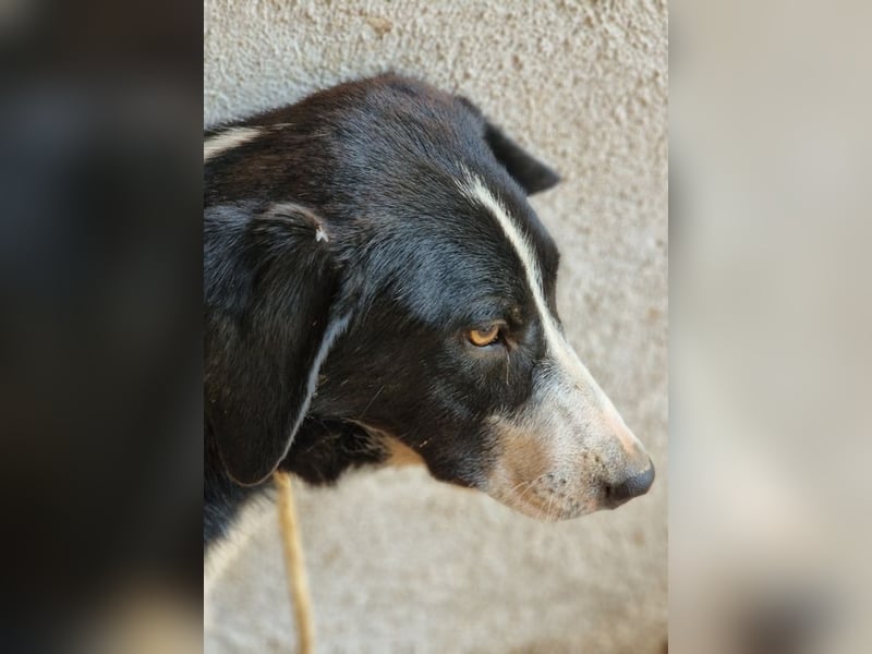 Tharos - sanfter Herzenshund