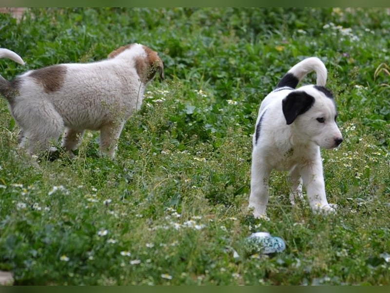 Panda - wo darf ich einziehen?