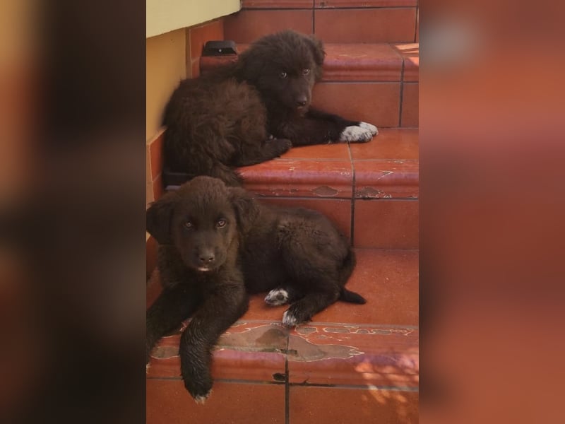 Mint - vom ängstlichen Fundhund zum zauberhaften Begleiter