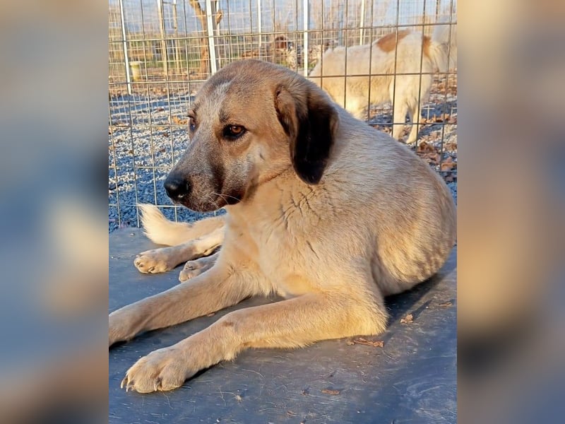 Kimberley - menschenverliebt und sehr ausgeglichen