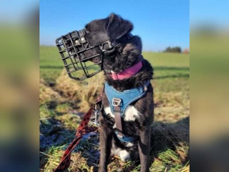 liebenswerter Oreo sucht klare Menschen