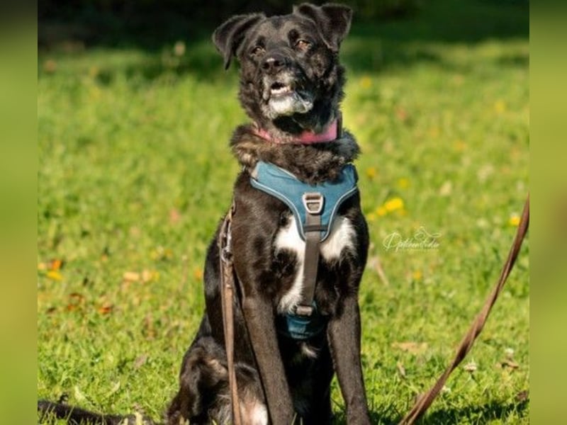 Liebenswerter Oreo sucht seine Menschen