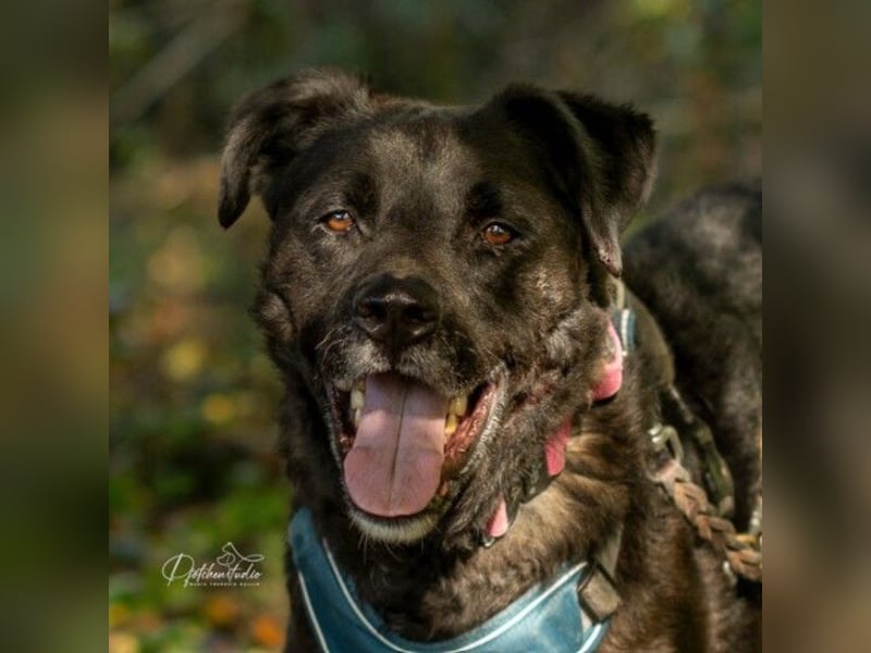 Liebenswerter Oreo sucht seine Menschen
