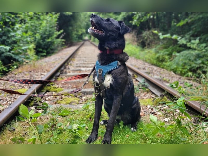 liebenswerter Oreo sucht klare Menschen