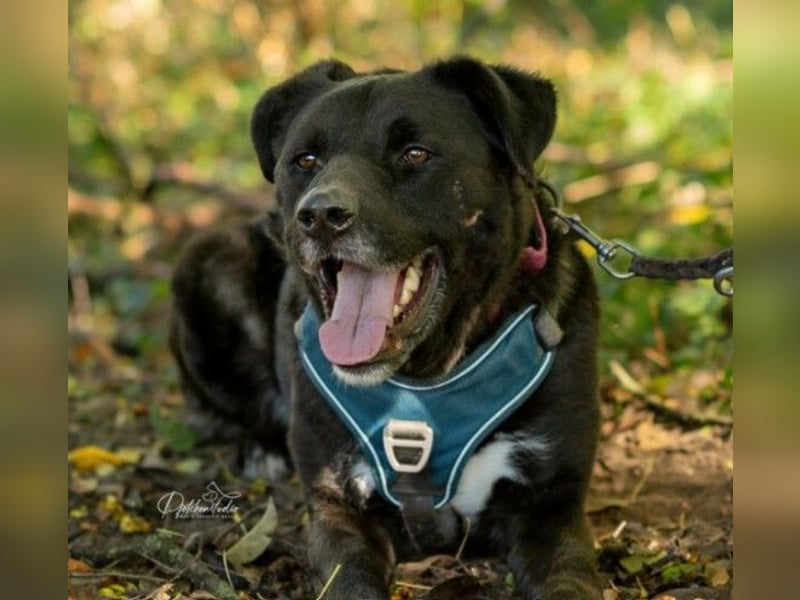 liebenswerter Oreo sucht klare Menschen