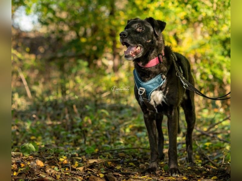 liebenswerter Oreo sucht klare Menschen