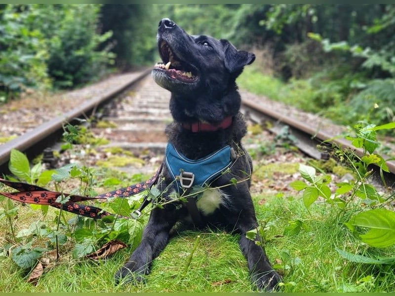 Oreo - aufgeweckter Schmusebär