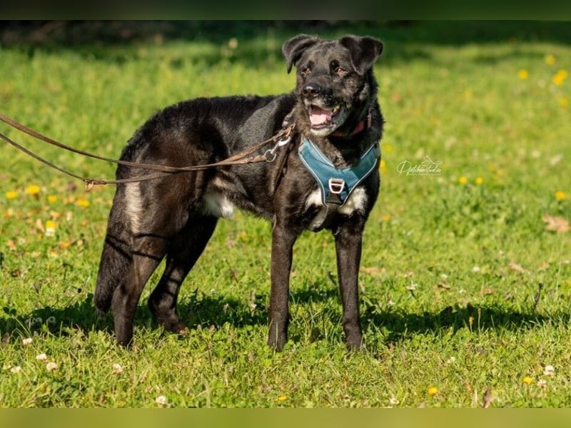 Liebenswerter Oreo sucht seine Menschen