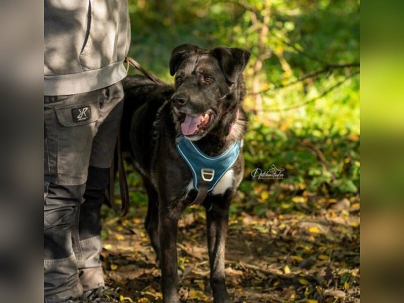 liebenswerter Oreo sucht klare Menschen