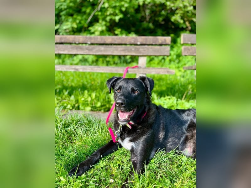 liebenswerter Oreo sucht klare Menschen