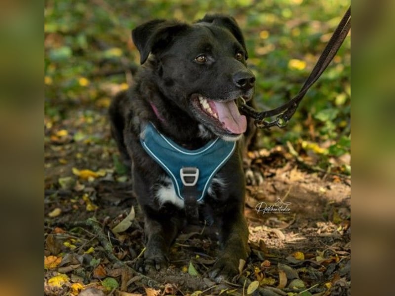 Liebenswerter Oreo sucht seine Menschen