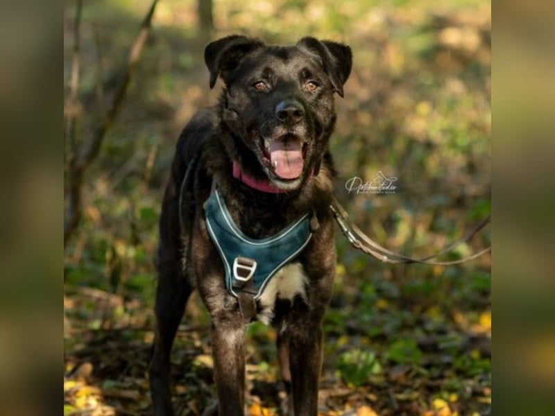 liebenswerter Oreo sucht klare Menschen
