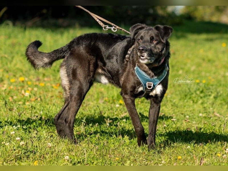 liebenswerter Oreo sucht klare Menschen
