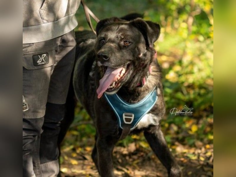 liebenswerter Oreo sucht klare Menschen