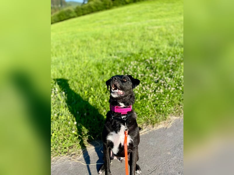 liebenswerter Oreo sucht klare Menschen