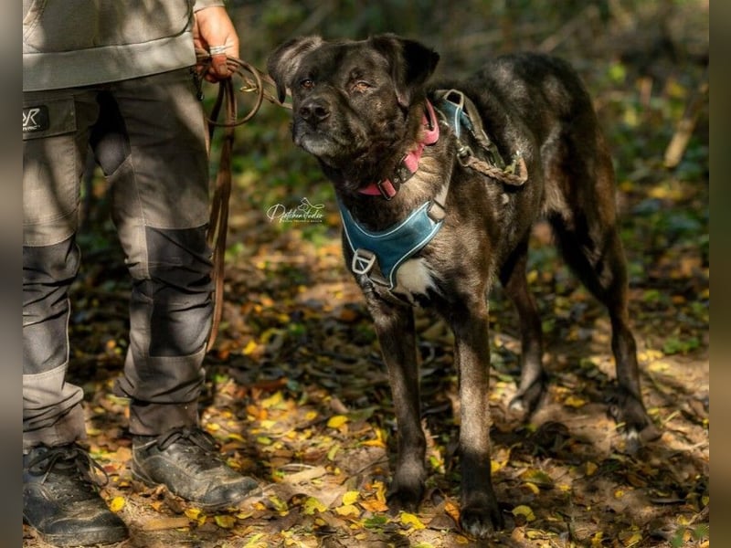 liebenswerter Oreo sucht klare Menschen
