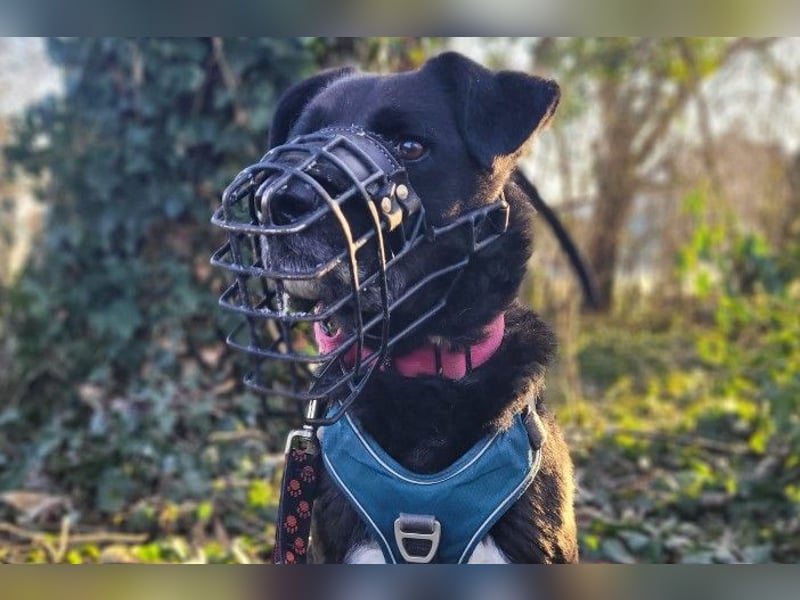 liebenswerter Oreo sucht klare Menschen