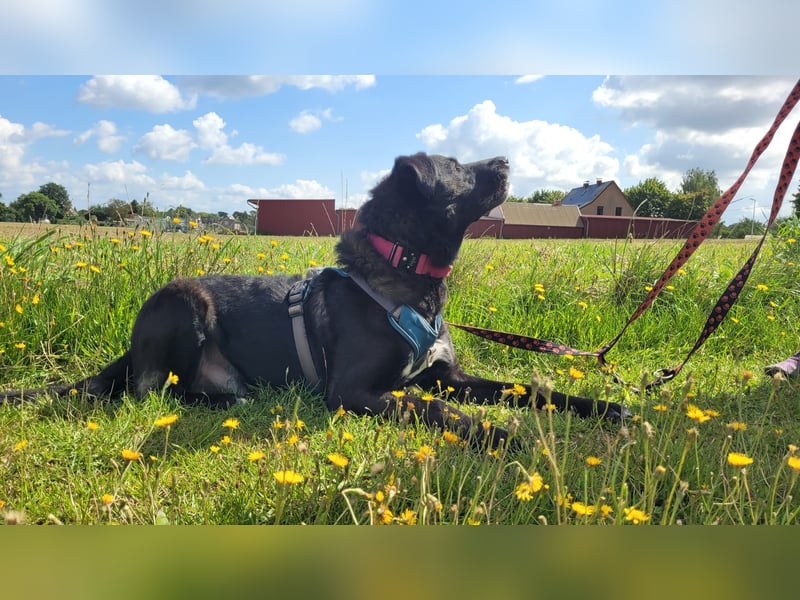 liebenswerter Oreo sucht klare Menschen