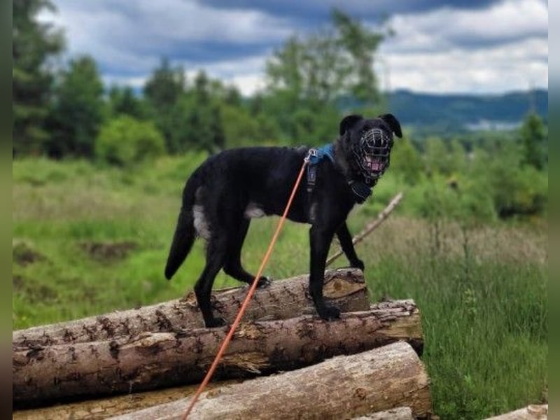 liebenswerter Oreo sucht klare Menschen