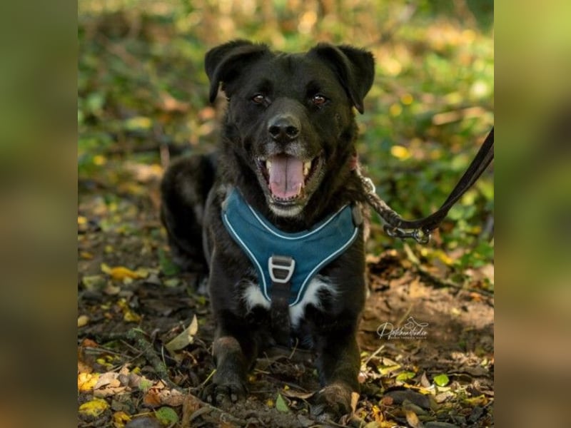 liebenswerter Oreo sucht klare Menschen