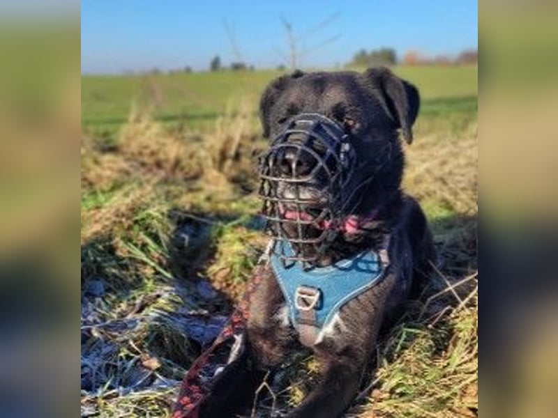 liebenswerter Oreo sucht klare Menschen